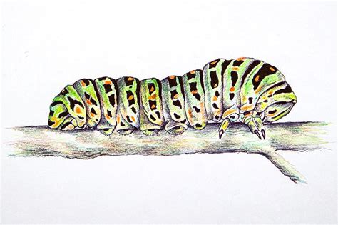 How To Draw A Caterpillar Creating A Fun Caterpillar Sketch