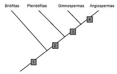 Aio O Esquema Abaixo Representa A Arvore Filogenetica Dos