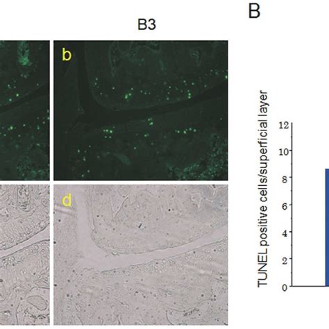 TUNEL Staining Was Examined By Dark Field A And B And Bright Field C