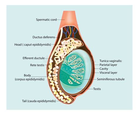 Testicules Stock Illustrations Vecteurs Clipart Stock