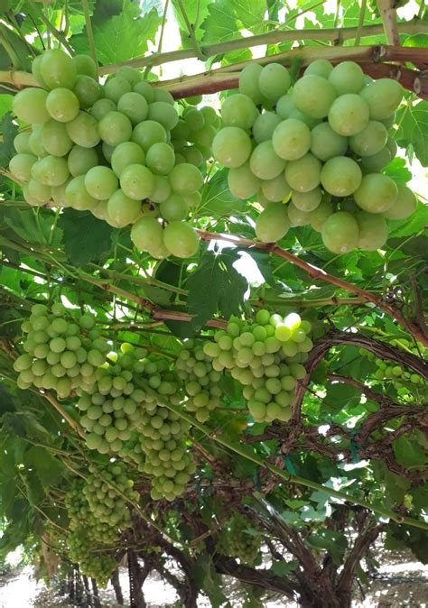 GRAPE NEWS - Table Grapes, California, Coachella, San Joaquin, USA ...