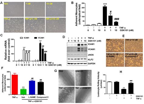 Gsk A Attenuates Monocyte Adhesion To Endothelial Cells In Vitro