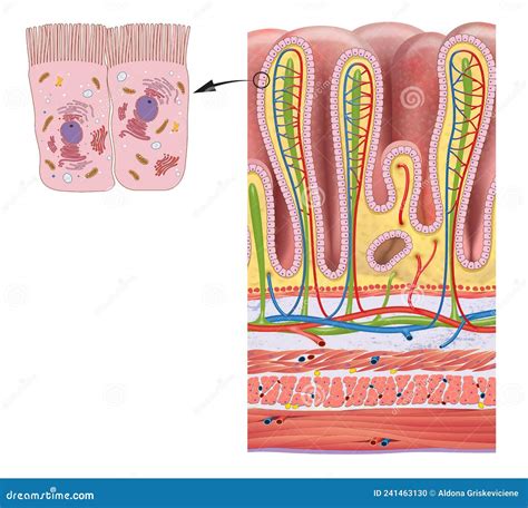 Gastric Glands And Cell Types Sectional View Of Stomach Mucosa