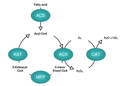 Acyl Coa Oxidase Creative Enzymes