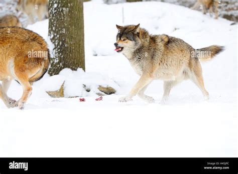 Snarling gray wolf hi-res stock photography and images - Alamy