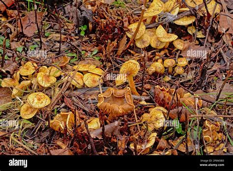 Old Decaying Chanterelle Mushrooms With Curve Caps On The Forest Floor