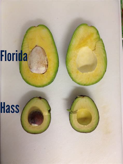 Florida avocado now available… | Parkesdale Farm Market Blog