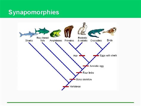 Biodiversity and Evolution Chapter 4 Trophic Cascades Wolves