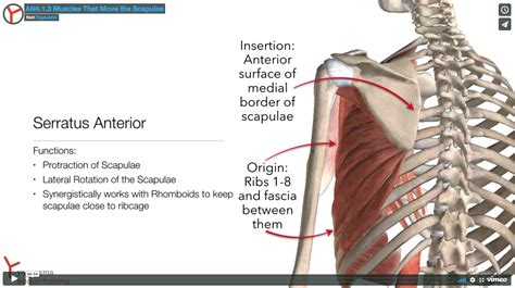 Posterior Scapula Muscles