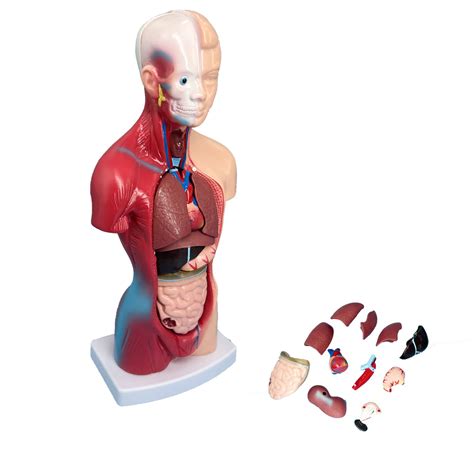 Buy Veipho Human Torso Body Anatomy Model With Stand 15 Parts Small