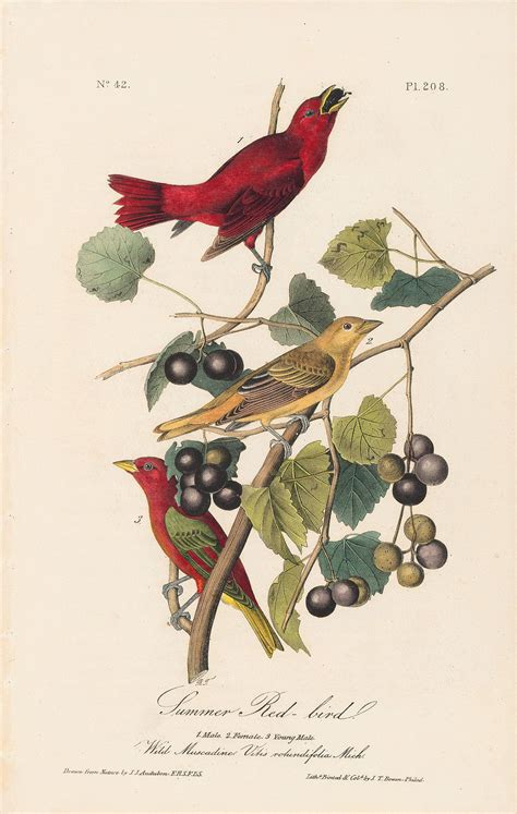 Audubon Octavo Pl 208 Summer Red Bird By Oppenheimer Editions 1st