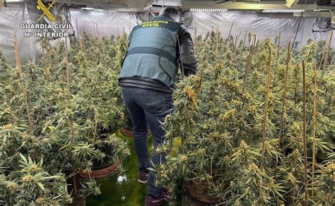 Desmantelan Tres Invernaderos De Marihuana Con Casi Plantas En