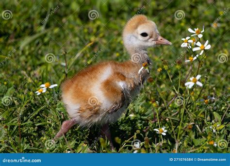 Baby Sandhill Crane Colt Stock Photo Image Of Wing 271076584