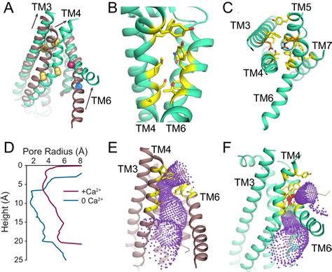 Structural Basis Of Ca2 Dependent Activation And Lipid Transport By A