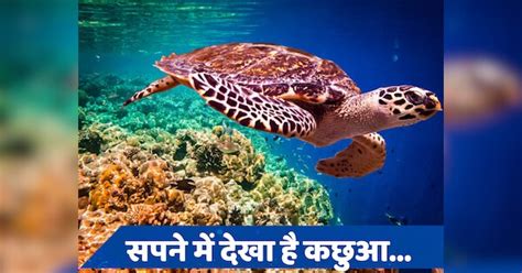 Turtle Comes In Dream Is Auspicious Or Inauspicious According Swapna