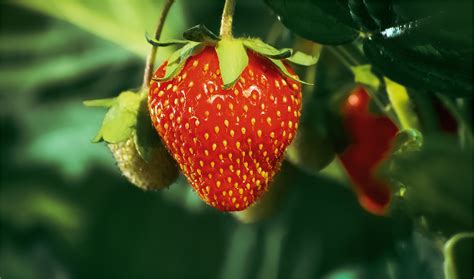 Connecting Breeders To Producers Regional On Farm Trials Of Strawberry Cultivars And Elite