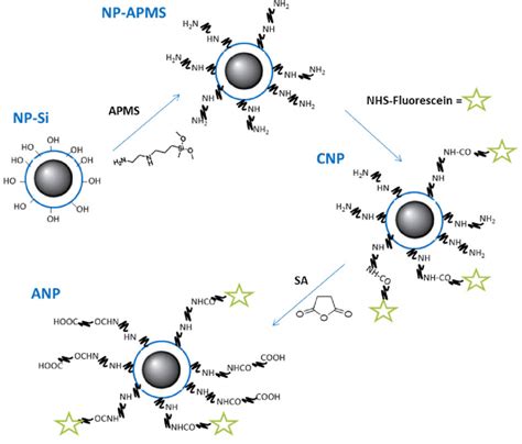 Schematic Representation Of The Functionalization Of The Silica Coated Download Scientific