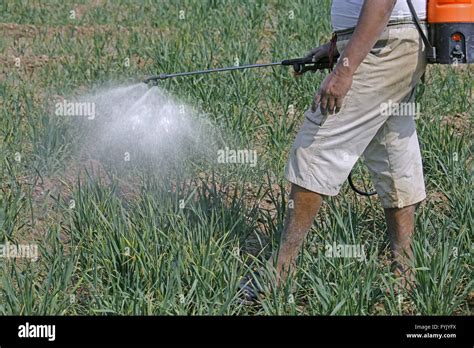 Farmer Spraying Fertilizer On Crop Stock Photo Alamy