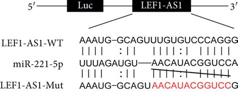 Lef As Acts As Cerna To Regulate The Mir P Expression A