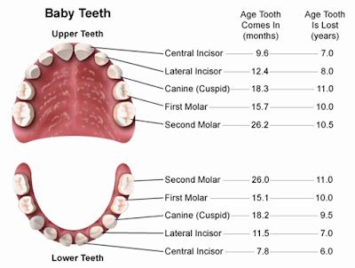 Mouth Teeth Diagram with Label - Health Images Reference