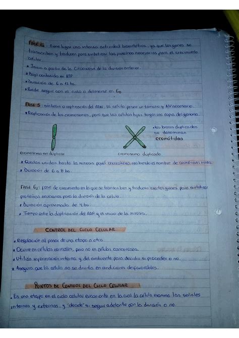 Solution Apuntes Ciclo Celular Mitosis Y Meiosis Studypool