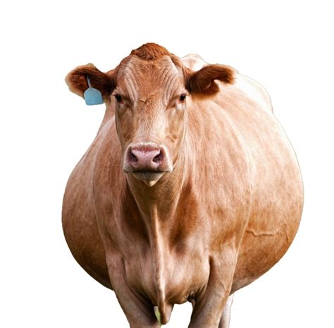 Cow PNG Photo PNG All