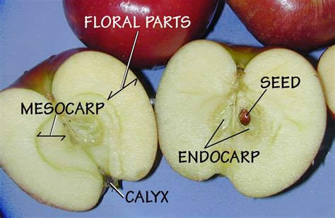 Falsk Frugt Wikipedia Den Frie Encyklop Di