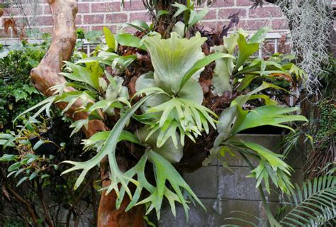 The Staghorn Fern Platycerium Bifurcatum A Cold Hardy Subtropical