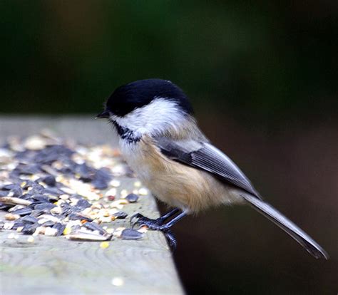 Bird Quiz Flashcards Quizlet