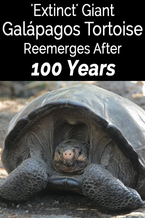 Extinct Giant Galápagos Tortoise Reemerges After 100 Years