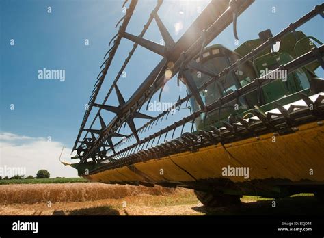 Combine Harvesting Wheat Stock Photo Alamy