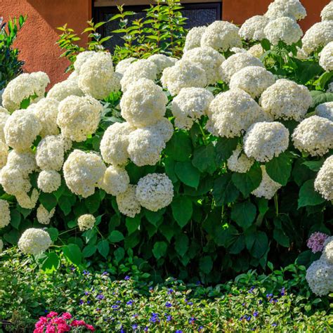 Plants Of Hydrangea Annabelle HYDRANGEA ARBORESCENS