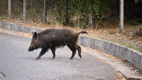 Wilde Schweine In Der Stadt Mi Oe Orf At