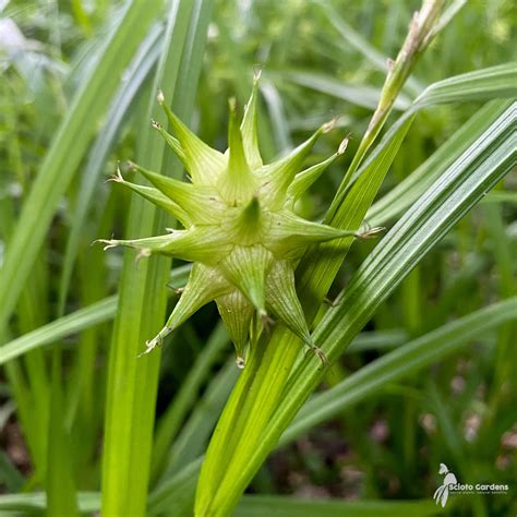 Carex Grayi 1 Bur Sedge Scioto Gardens Nursery