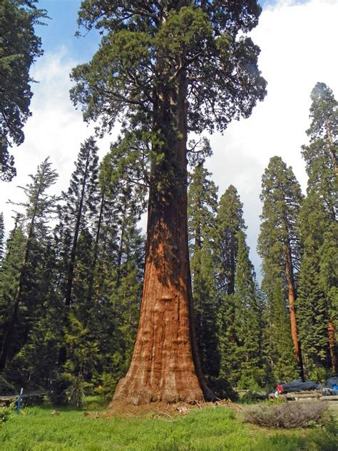 Sentinel Tree - Sequoia National Park | National parks, Sequoia national park, National park camping