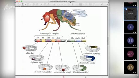 Developmental Biology Drosophila Part 2 YouTube