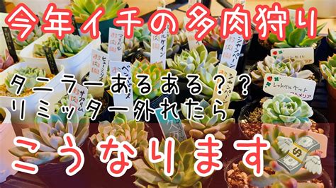 多肉植物 狩っ多肉紹介♪多肉イベントで爆買いしてきました！ Youtube