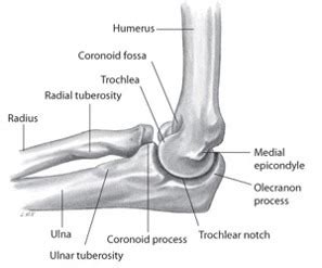 The Elbow And Radioulnar Joints Flashcards Quizlet