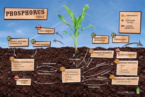 Phosphorus Cycle Poster Nutrients For Life