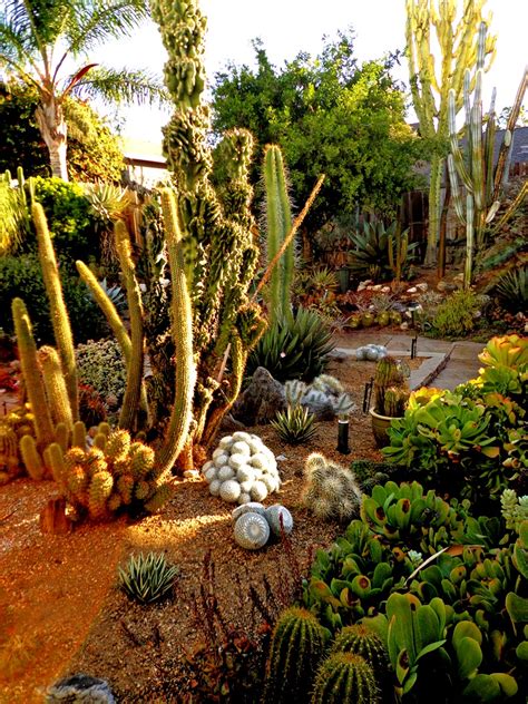 Prairiebreak Prickly Business A Southern California Specialty Nursery