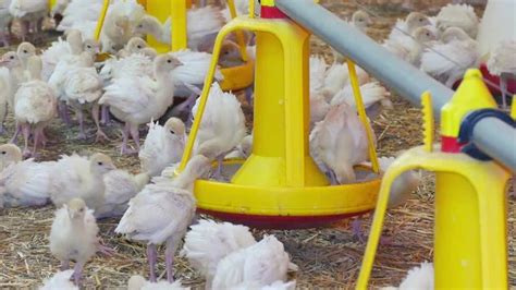 Obrazy Turkey Farm zdjęcia wektory i wideo bez tantiem 7 727