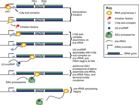 Rna Polymerase I Transcription And Pre Rrna Processing Are Linked By