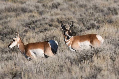 It Was A Wildlife Enthusiast S Delight Spending Time At Barney Hot Springs East Idaho News