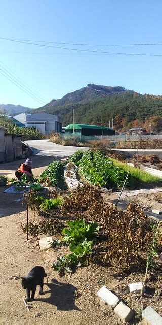 어느새 돌아온 김장철 김장 준비 이家윤家 Leeyoon Com