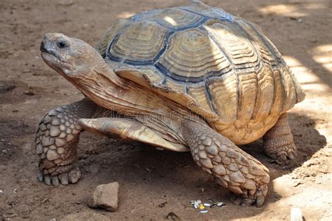 Big Old Turtle Walking Slowly On A Sand Stock Image Image Of Slowly