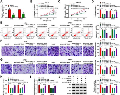 Inhibition Of MiR 362 5p Reversed The Effects Of Sh Circ IGF1R 1 On CRC