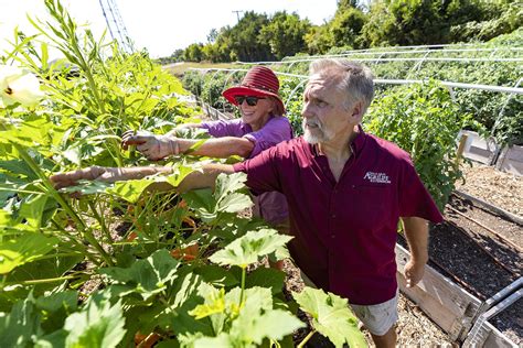 Growing The Role Of Urban Farming In Dallas County Texas Aandm Today