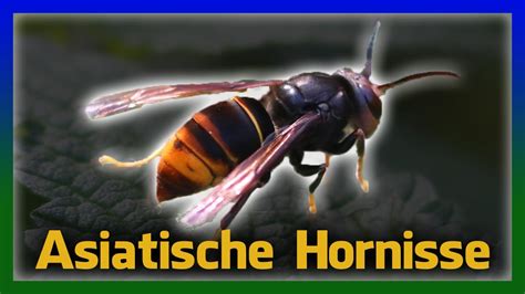 Gefahr für Bienen Asiatische Hornisse in Deutschland YouTube