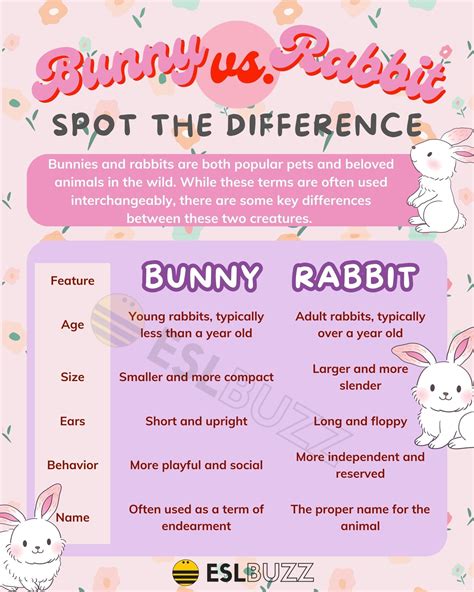 Bunny vs. Rabbit: A Guide to Identifying and Understanding These Furry ...