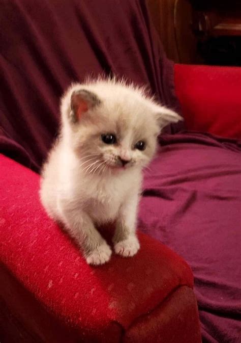 Questo Adorabile Gattino Che Sorride Ha Conquistato Il Cuore Di Tutto